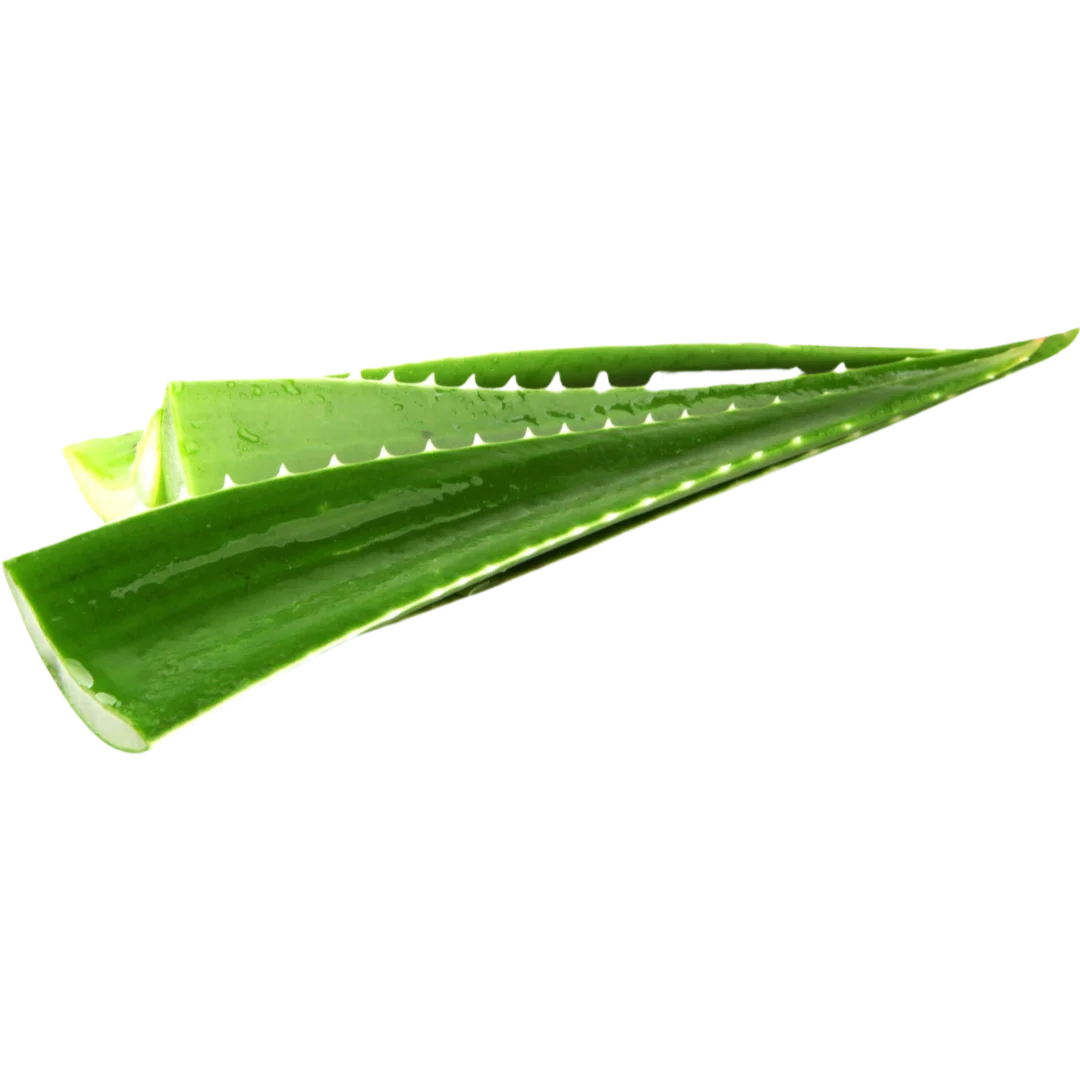 Fresh Fresh Aloe Vera Leaf - Each 